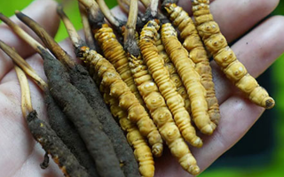 冬蟲夏草鮮草生吃可以嗎？一文了解食用風險與建議