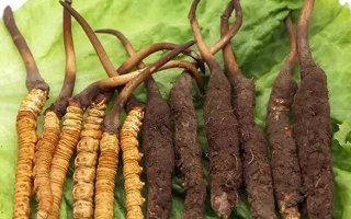 新鮮的冬蟲夏草，更好嗎？