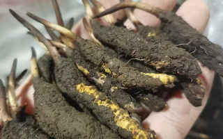 鮮冬蟲夏草保存全攻略：鎖住營養不流失