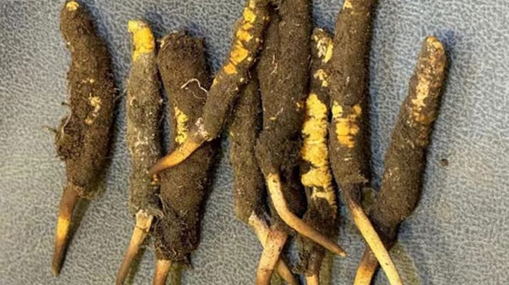 野生冬蟲夏草一斤多少錢?多維度價格解析