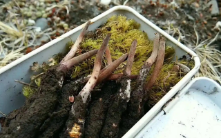 如何選購優質冬蟲夏草