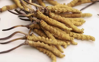 冬蟲夏草的產地是哪里