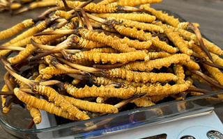 新鮮冬蟲夏草保質期