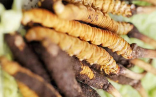 什么季節挖新鮮冬蟲夏草？把握黃金采挖期