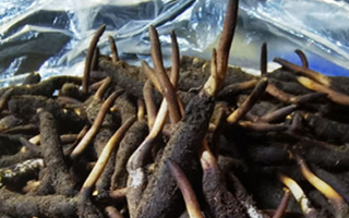 新鮮冬蟲夏草的正確清洗方法