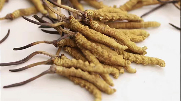 給老人送冬蟲夏草選什么好？貼心滋補禮指南