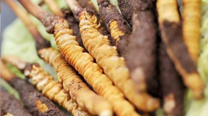 水煮<a href=http://www.pinpinyl.com.cn/xinxian/ target=_blank class=infotextkey>鮮冬蟲夏草</a>的最佳方法：鎖住營養的科學烹煮指南