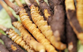 水煮鮮冬蟲夏草的最佳方法：鎖住營養的科學烹煮指南