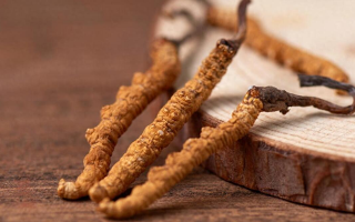 吃冬蟲夏草的好處有哪些？科學解讀這株"雪山黃金"的養(yǎng)生價值