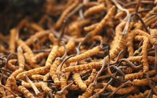 真正的冬蟲夏草怎么區別