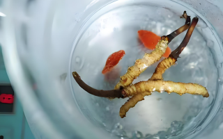 冬蟲夏草一天長(zhǎng)多少株正常？揭開“靈芝之王”的成長(zhǎng)秘密
