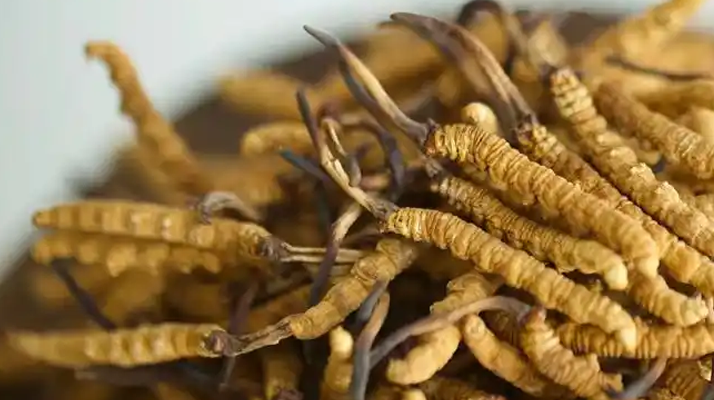 <a href=http://www.pinpinyl.com.cn/ target=_blank class=infotextkey><a href=http://www.pinpinyl.com.cn/s/nqcc/ target=_blank class=infotextkey>那曲冬蟲夏草</a></a>采挖史:歲月沉淀中的高原傳奇