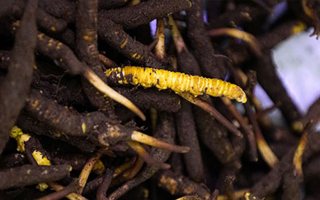 新鮮冬蟲(chóng)夏草可以冷凍嗎？科學(xué)保存指南來(lái)了