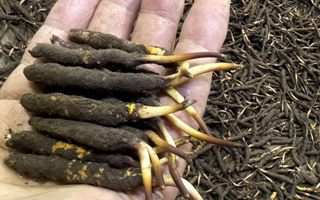 一天一根新鮮冬蟲(chóng)夏草，這些功效藏不住