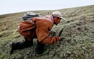 手把手教你辨別冬蟲夏草的產地