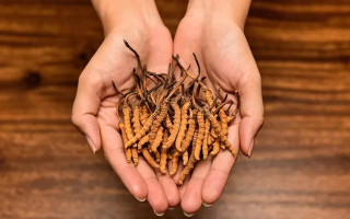 冬蟲夏草泡茶喝的正確方法：便捷滋補(bǔ)的實用指南