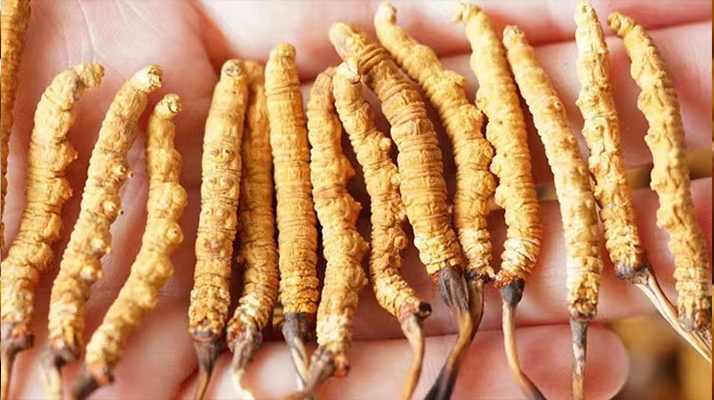 長時間喝冬蟲夏草好嗎?科學視角下的利弊與飲用指南