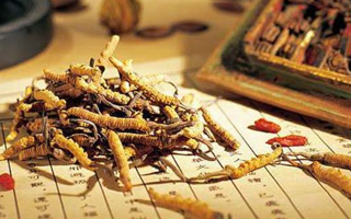 冬蟲夏草適合老人吃嗎？科學分析與食用建議