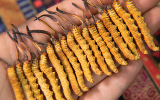 早期冬蟲夏草怎么吃最好？解鎖營養最大化的食用方式