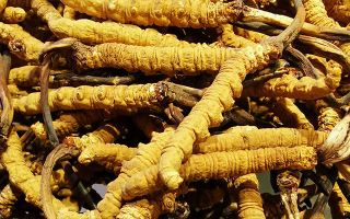 新鮮冬蟲(chóng)夏草一克多少錢(qián)？?jī)r(jià)格影響因素全解析