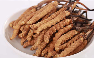 冬蟲夏草一公斤多少錢？多因素交織下的價格密碼