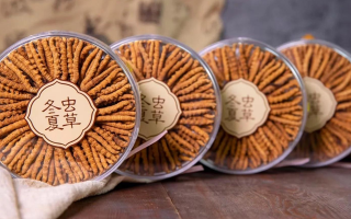 新鮮冬蟲(chóng)夏草如何做酒？解鎖鮮蟲(chóng)草泡酒的科學(xué)方法