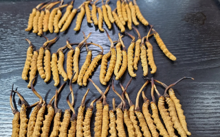 野生冬蟲夏草泡酒比例詳解：掌握黃金配比，泡出滋補(bǔ)好酒