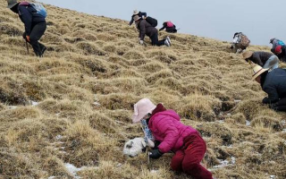 冬蟲夏草采挖看月份！4-7月各產區差異大，5-6月是“黃金窗口”