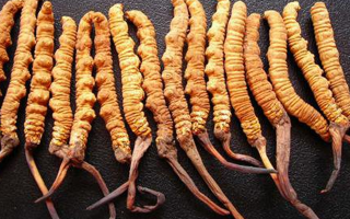  冬蟲夏草變質啥味道？3類異味要警惕，學會辨