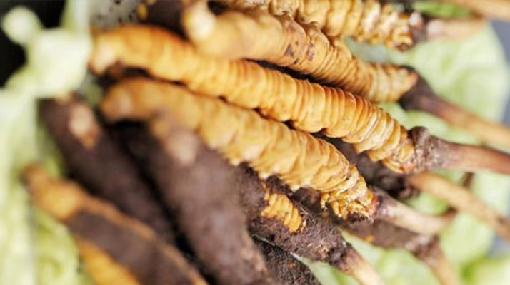 鮮冬蟲夏草泡酒能喝嗎?