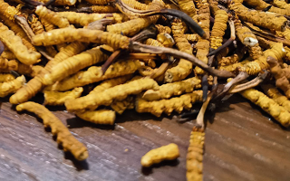 鮮冬蟲(chóng)夏草并非 “制作” 而成！揭秘其天然形成與核心特性