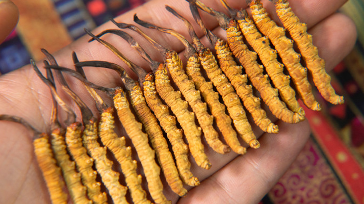 冬蟲夏草怎么辨別真假?4 大維度 + 避坑指南