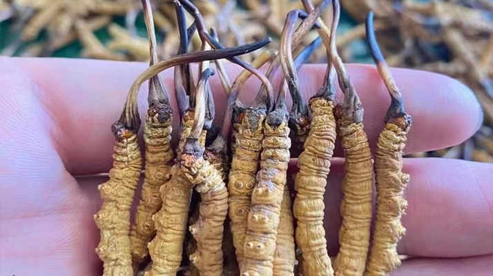 正宗<a href=http://www.pinpinyl.com.cn/jiage/ target=_blank class=infotextkey>冬蟲夏草多少錢</a>一克