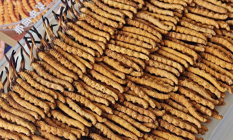 斷的冬蟲夏草：效果是否打折？科學解讀與實用建議