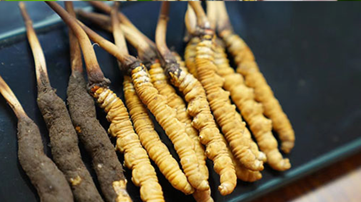 鮮冬蟲夏草泡酒