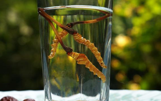 鎖陽冬蟲夏草泡酒：配伍原理、制作方法與飲用規范