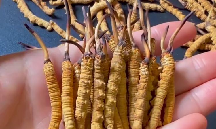 真假冬蟲夏草怎么辨別