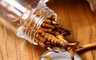 冬蟲夏草多少錢一條？2025 年單條價格換算與選購攻略