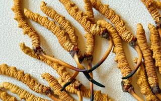 冬蟲夏草用什么鍋燉好？3 類優質鍋具 + 避坑指南