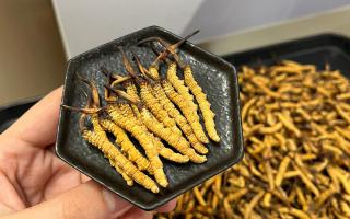 冬蟲夏草可以煲骨頭嗎？當然可以！這樣做營養翻倍