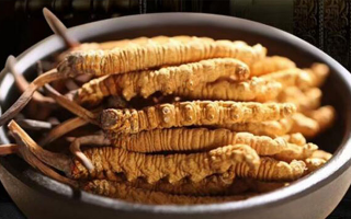 冬蟲夏草掰開后什么樣？從斷面細節識破品質與真偽