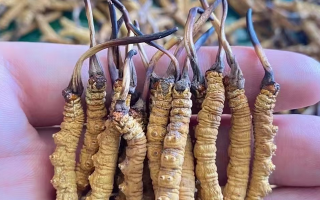 冬蟲夏草科學保存指南：鎖住營養，延長品質有效期