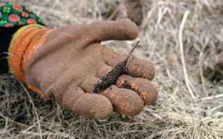 冬蟲夏草禁采之后：生態與需求的平衡之道