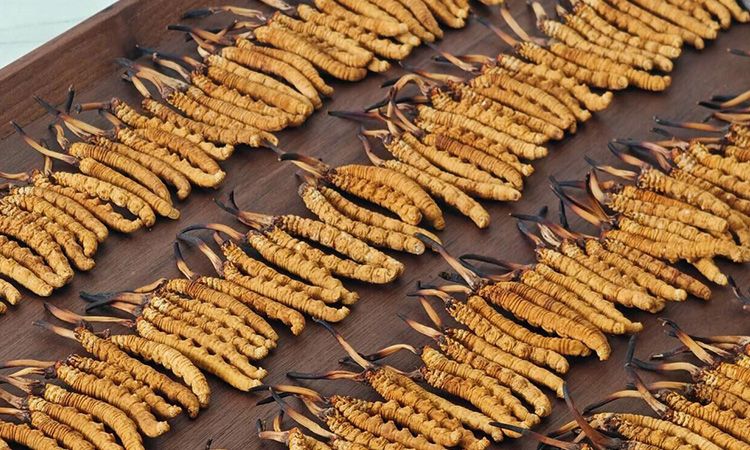 冬蟲(chóng)夏草單根克重解密