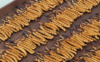 冬蟲(chóng)夏草單根克重解密：規(guī)格背后的品質(zhì)密碼