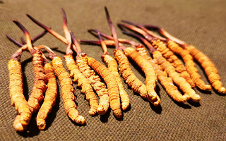 冬蟲夏草泡水：每次放多少水才合適？