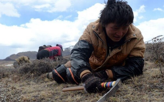 那曲挖草人阿旺的蟲草采摘時間表：跟著草原節氣走，不錯過每根好蟲草