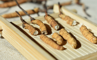 斷的冬蟲夏草一克啥價？2025 年實用行情嘮明白