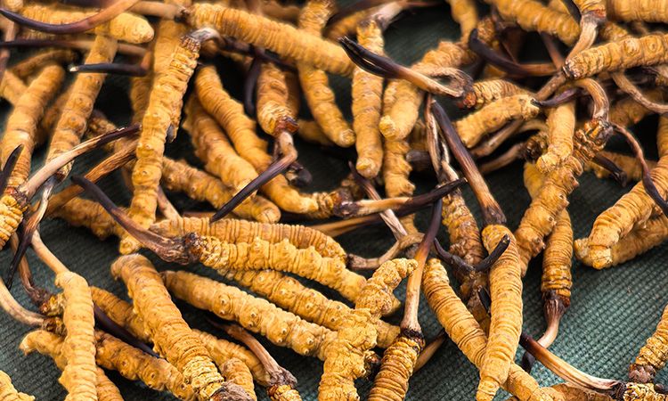 燉了二十年蟲草湯,這口感我太熟了,跟你細細說